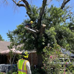 Brushy creek branch & brush