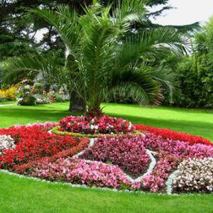 Magnolia Landscapes & Magnolia Tree Service