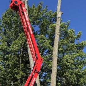 Tarzan Tree Service LLP.