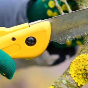Tree Workers of Phoenix