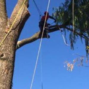 A Cut Above Tree Service