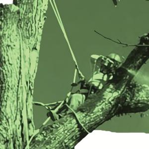 Southeast Tree Care & Landscape