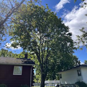 Spruced Up Tree Service