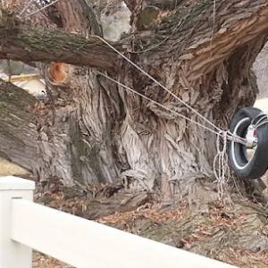 Monkey Business Tree Service