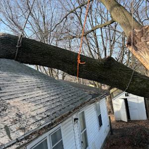 Vera Cruz Tree Service & landscaping