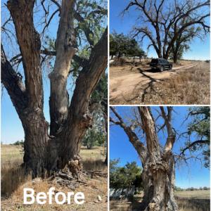 Shady Grove Tree Services