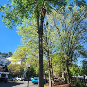 Your Way Lawn & Tree