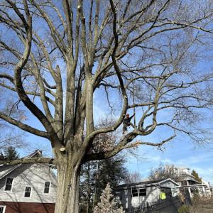 West Penn Tree Service