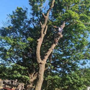 RG tree service