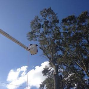 S & L Tree Service & Stump Grinding Of New Orleans