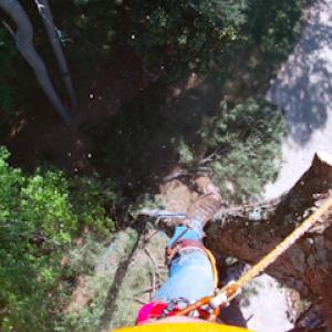 Blue Line Tree Services