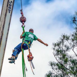 Tree Doctor Tree Services