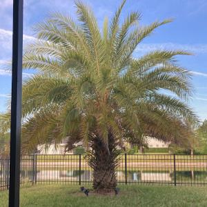 Hollywood Fl Tree Service