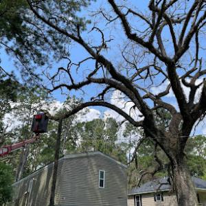 Clear View Tree Service