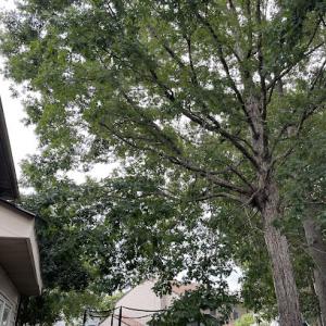 Walt's Tree & Stump Removal