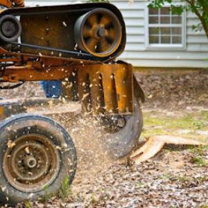 Brothers Tree Service LLC - Affordable Tree Service Provo UT, Tree Removal, Tree Care Service