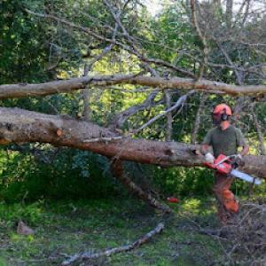A1 Tree Company