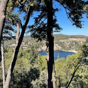 Zuletass Tree Services