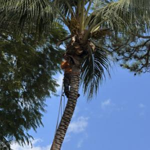 Sunshine Tree Trimming
