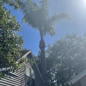 palm harbor tree service
