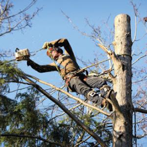 Ajax Tree Service