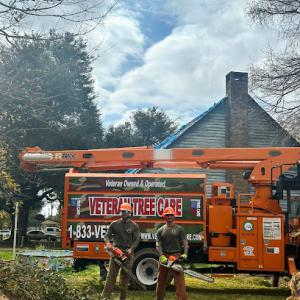 Veteran Tree Care