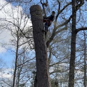 Sandoval's Tree Service