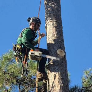 Branching Out Arboreal & Native Plant Specialists
