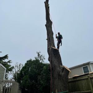 American Pride Tree Experts & Landscaping