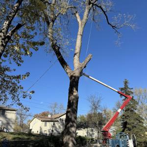 KC Omar Tree Services