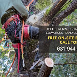 Alberto's Tree Service