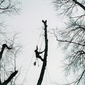 Johnny's Tree Service