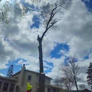 Titan Tree Service