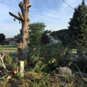 Jackson Tree Company