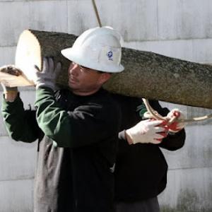 Poorman's Tree Service & Removal by Branching Out