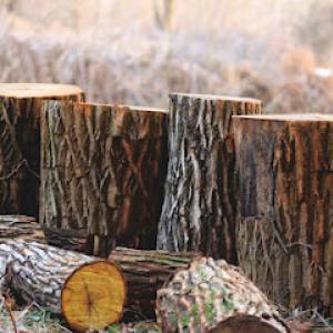 Olsen Brothers Tree Surgery