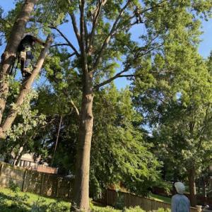 Escobar Tree & Lawn Service