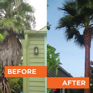 Lookin' Good Treeman Service