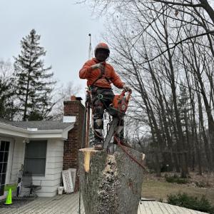 Razor sharp Tree Service & lawn care