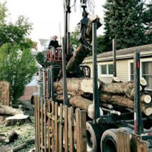 American Arbor Pro Tree Preservation & Removal Service