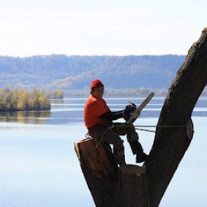 Professional Tree Care