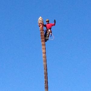 Arbor Task Tree Service San Diego