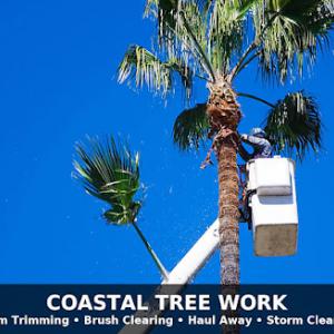 Coastal Tree Work
