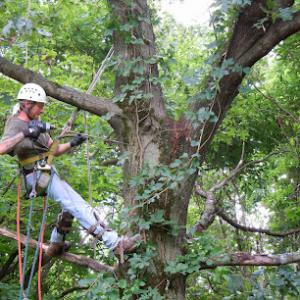 Green Leaves Tree Service
