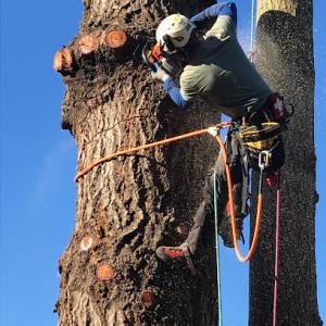 Melloy's Tree Service