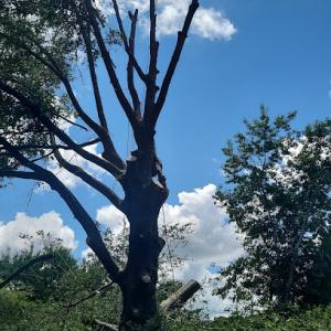 Complete Tree Service