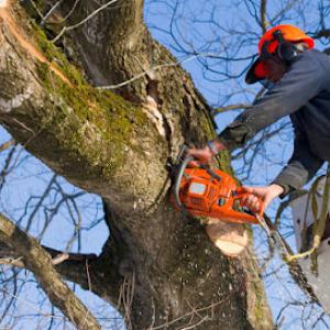 Perez Tree Services