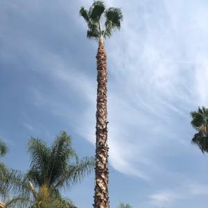 Menifee Tree Service