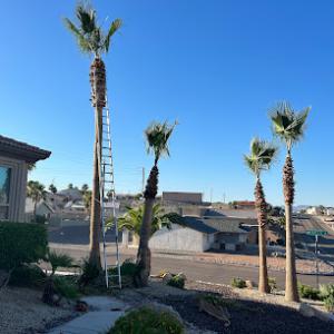 DesertView landscaping & yard care
