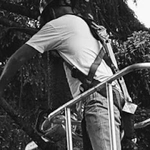 Pilchuck Tree Service